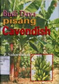 BUDIDAYA PISANG CAVENDISH