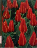 THE TIME-LIFE ENCYCLOPEDIA OF GARDENING: BULBS (VOLUME 10)