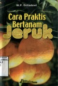 CARA PRAKTIS BERTANAM JERUK